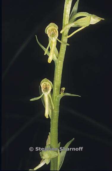 platanthera sparsiflora 7 graphic